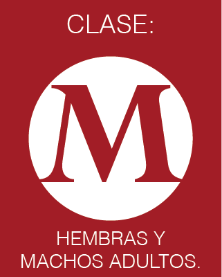 Clase M
